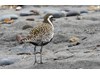 Photo of Pluvialis fulva